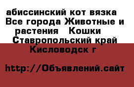 абиссинский кот вязка - Все города Животные и растения » Кошки   . Ставропольский край,Кисловодск г.